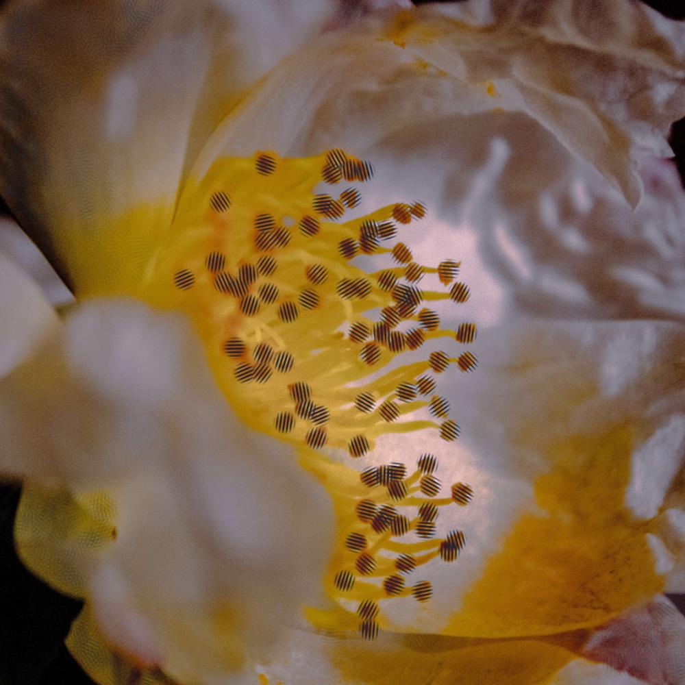 Cycle 2-4 THRIVE.jpg